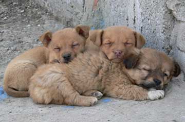 National Animal Shelter Appreciation Week Image